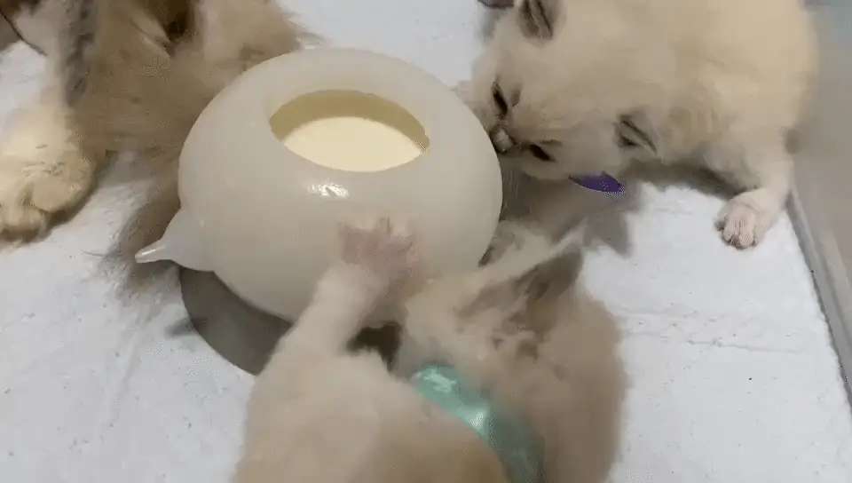 Bite-Resistant Simulation Baby Pet Feeding Bowl